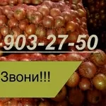 Лук опт продам