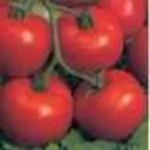 помидоры оптом сорт рио фуего и хайнс