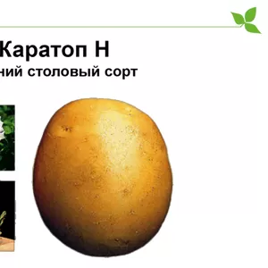 Семенной картофель Каратоп 
