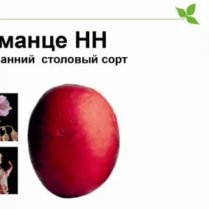 Семенной немецкий картофель Романце