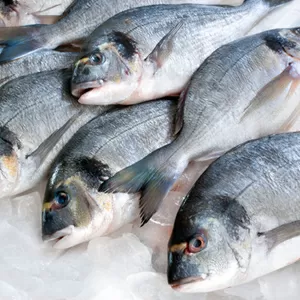 Продам морепродукты и рыбу оптом и в розницу