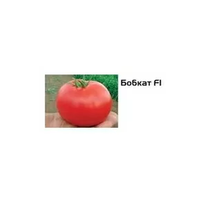 Продаем помидор крупний (сорт Бобкат) оптом от производителя.