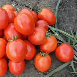 Продам помидоры от производителя,  сорт Стелла Ред и Чезена