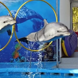 Экскурсия в Скадовский дельфинарий