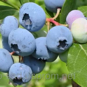 Саженцы голубики садовой - лучших сортов