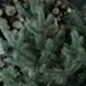 новогодние елки бесплатно доставка сосенок по Херсонской области