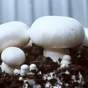 Выращивание грибов на дому.