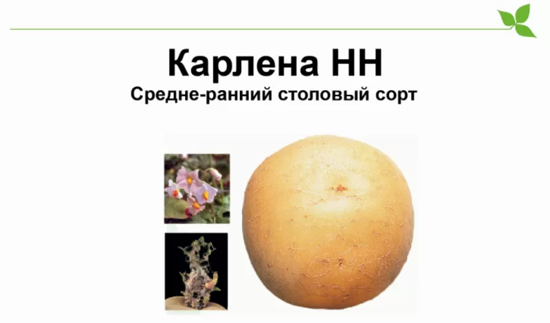 Ранний столовый сорт Карлена для чипсов