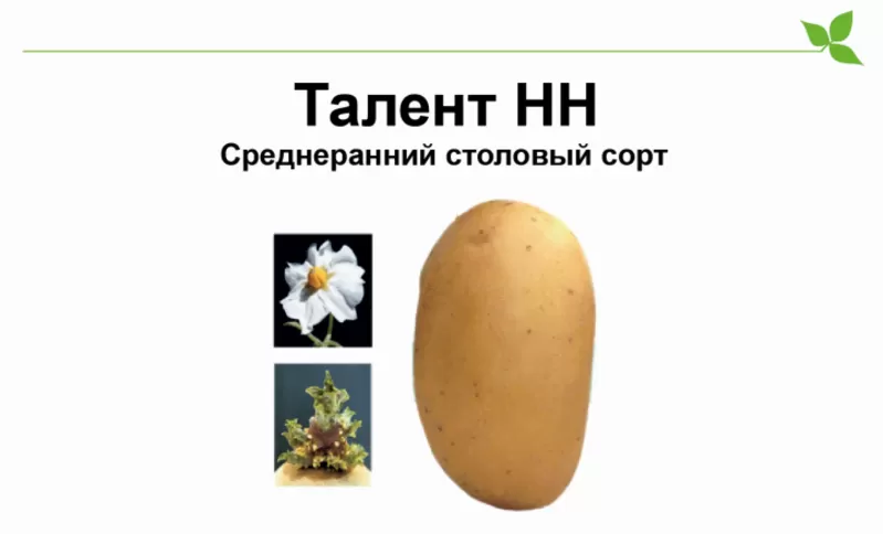 Среднеспелый сорт картофеля Талент