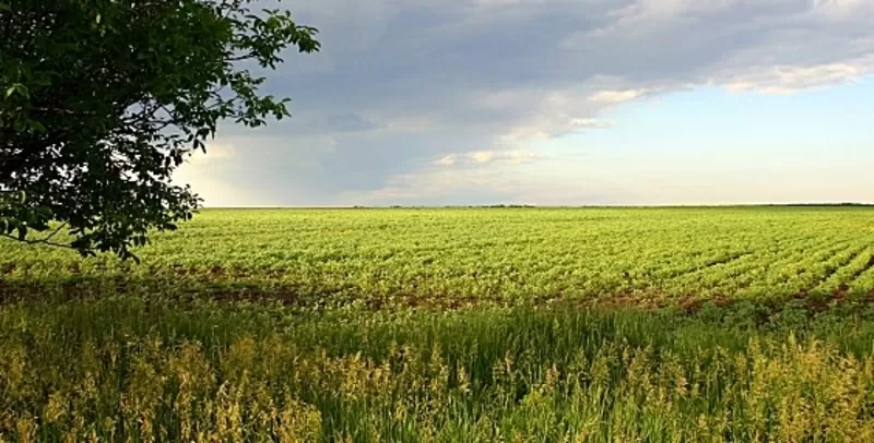 Агро підприємство купить землі с/г призначення 