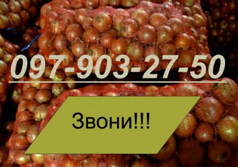 Лук опт продам