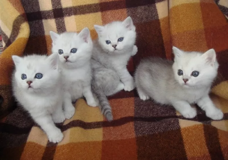 Котята британской серебристой шиншилы-ваша радость и уют в доме 2