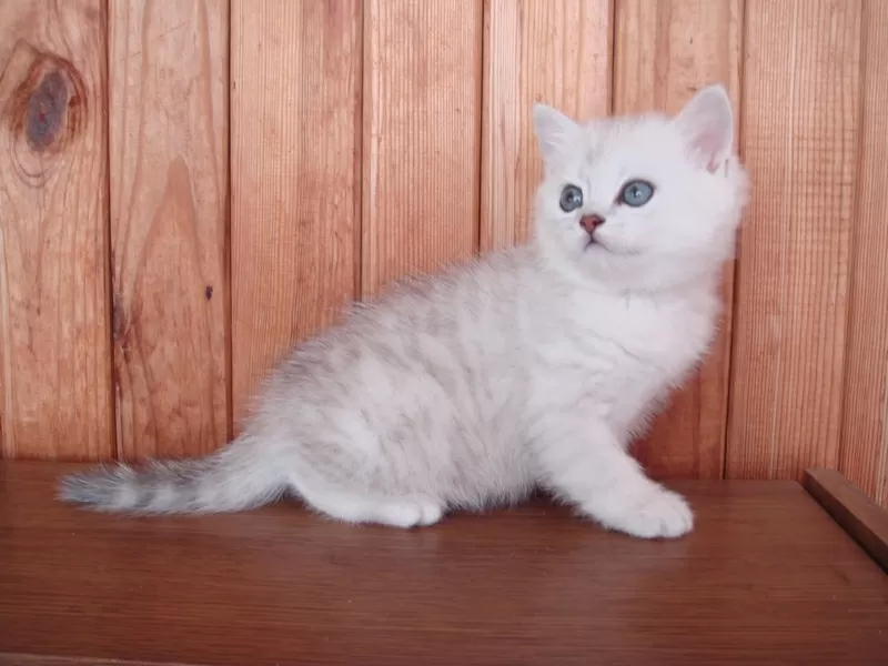 Котята британской серебристой шиншилы-ваша радость и уют в доме 3