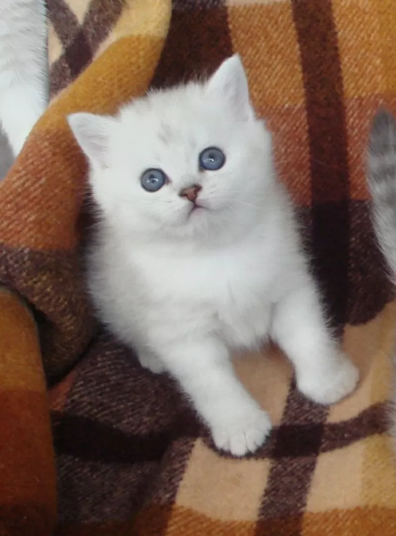 Котята британской серебристой шиншилы-ваша радость и уют в доме 5