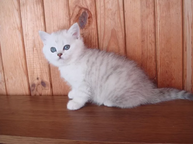 Котята британской серебристой шиншилы-ваша радость и уют в доме 6